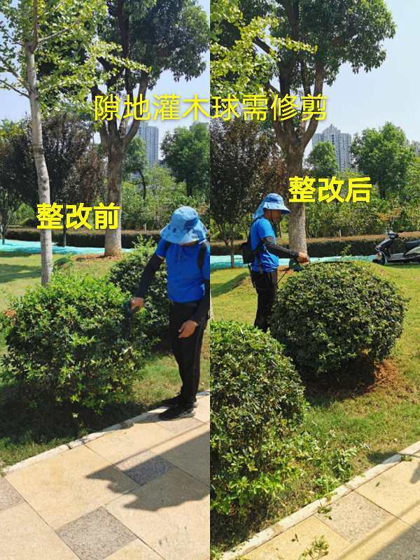 助力文明城市創(chuàng)建，園林綠化不停步——城市綠化管理新篇章